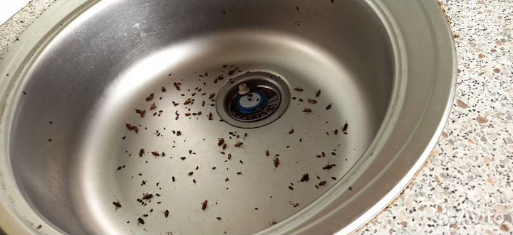 Уничтожение обработка клопов тараканов Дезинфекция