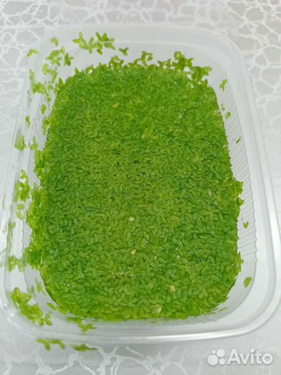 Ряска для аквариума