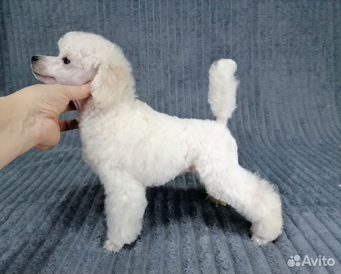 Той пудель малыши