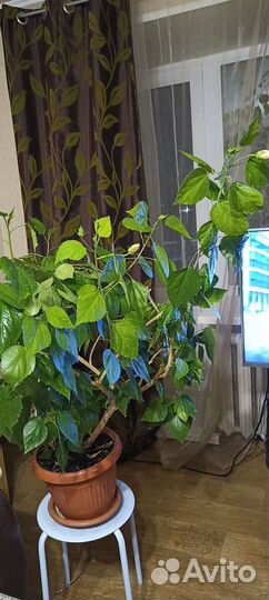 Комнатные цветы цветущие