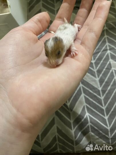 Сирийский хомяк бесплатно