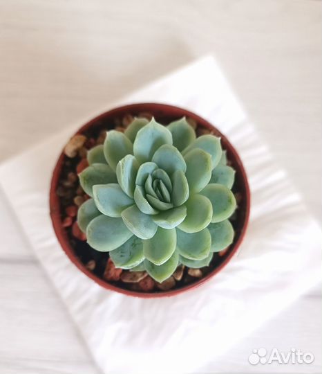 Суккуленты-2