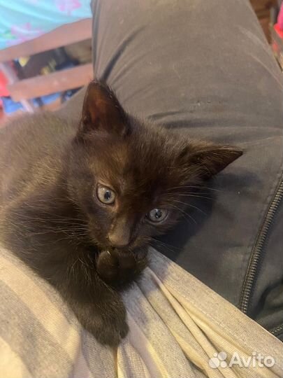 Котёнок в дар