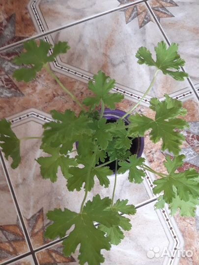 Герань душистая лечебная