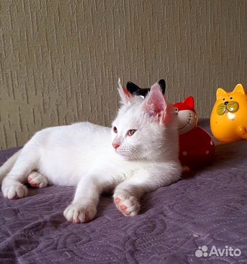 Отдам котенка