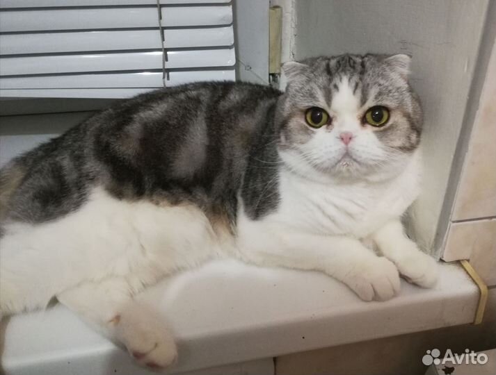 Кошечки редкого окраса
