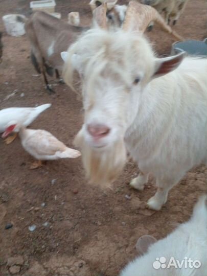 Козел заанинской породы очень крупный