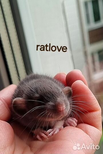 Крысята шоколадки от ratlove
