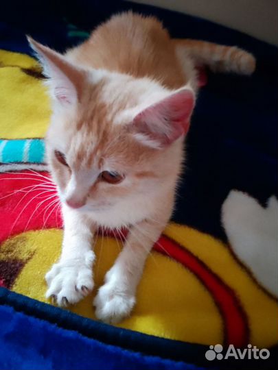 Рыжий котенок