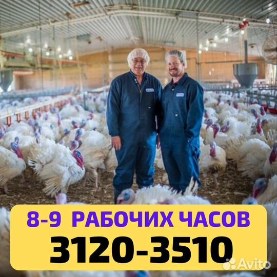 Рабочий вакцинатор вахта. Выезд бесплатный