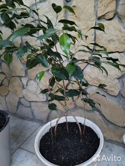 Фикус бенджамина плетеный