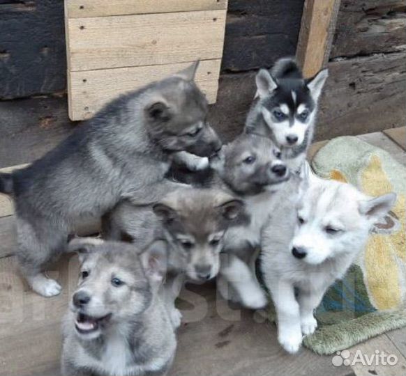 Щенки лайки