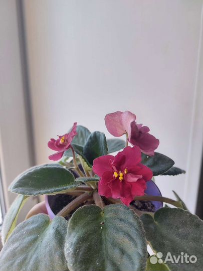 Фиалки сортовые разные