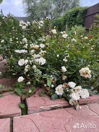 Роза почвокровная белая