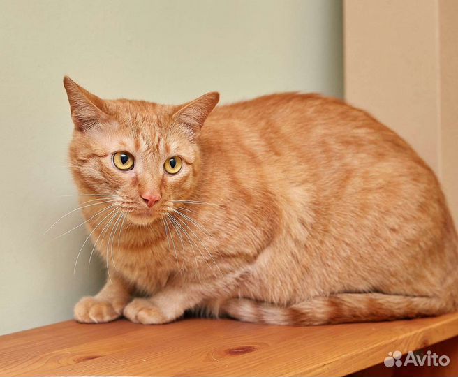 Кошки в добрые руки бесплатно