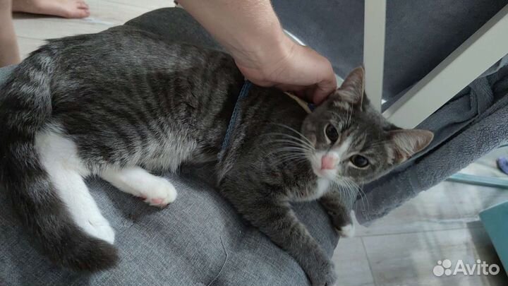 Передержка кошек на время отпуска