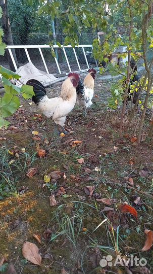 Черный петух