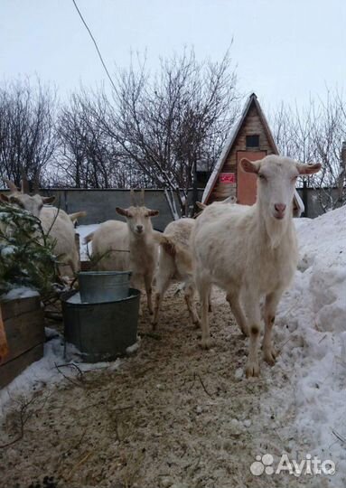 Козы Зааненской породы