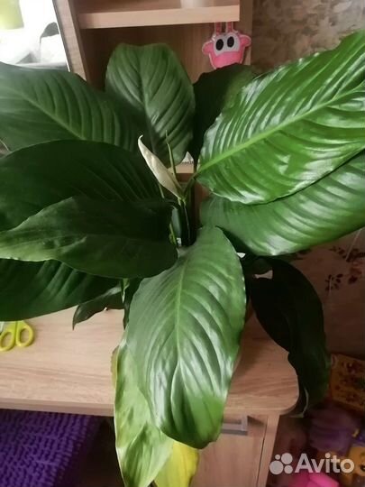 Фикус декоративный