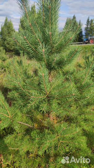 Деревья крупномеры