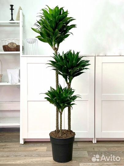 Dracaena fragrans Compacta (Драцена фрагранс)
