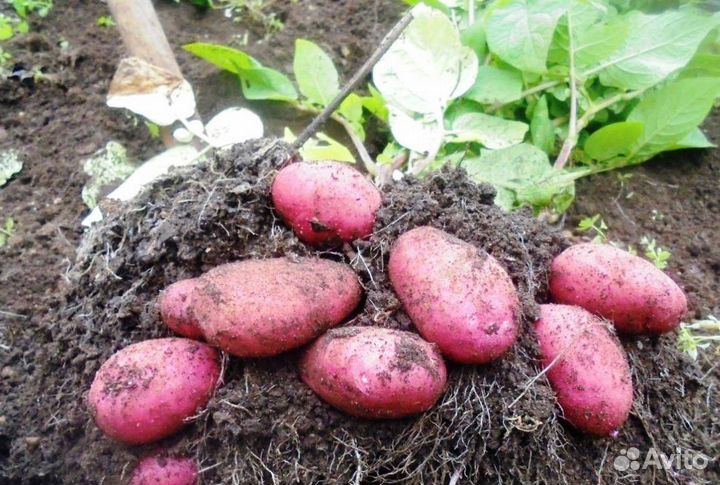 Сорт Рэд Скарлет