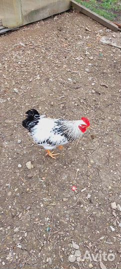 Молодые петухи