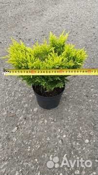 Можжевельник Лайм Глоу / Саженцы можжевельника