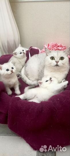 Британская серебристая шиншилла