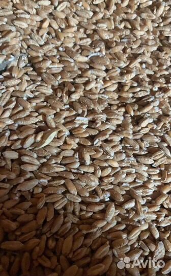 Фуражная пшеница, Сахарная свёкла на корм