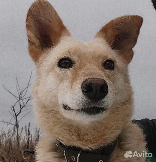 Имбирь, в добрые руки