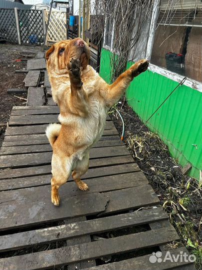 Шарпей вязка