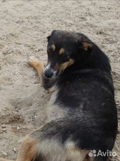 Элька ищет дом