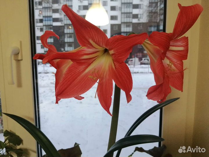 Колеус, амариллис