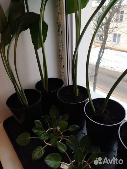 Эухарис амазонская лилия