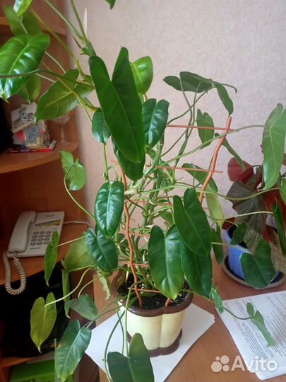 Комнатный цветок без плошки бесплатно