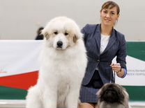 Пиренейская горная собака щенки