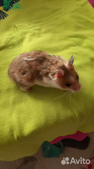 Хомяки Атласные Сирийские хомячки