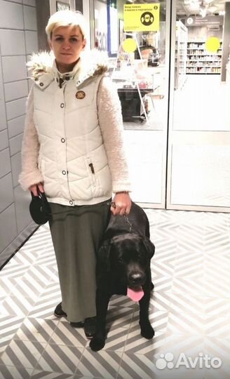 Передержка- временное содержание питомца