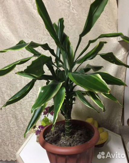 Пальма юкка