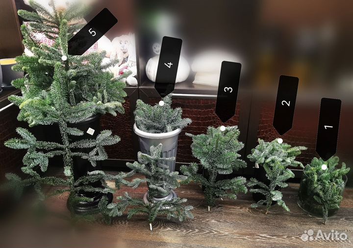 Нобилис в наличии