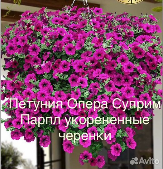 Черенки вегетативной петунии