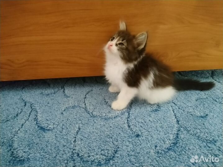 Отдам котят в добрые руки