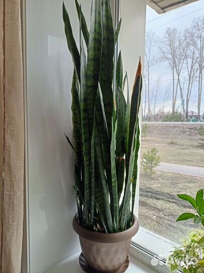 Сансевиерия