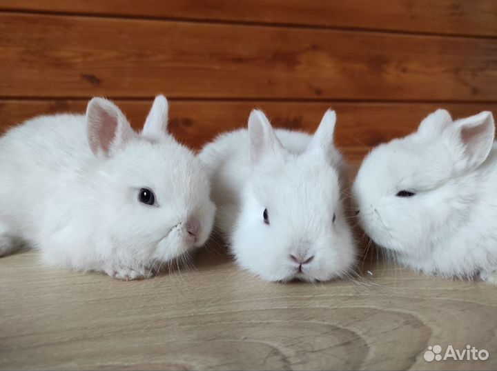 Декоративные крольчата
