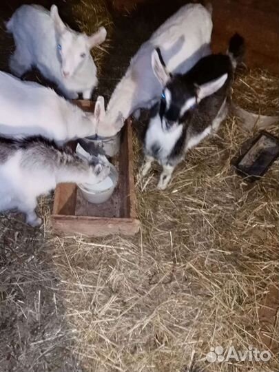 2 козочки и 3 козленка