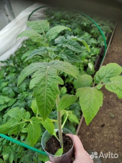 Рассада томатов