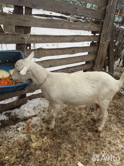 Продам коз