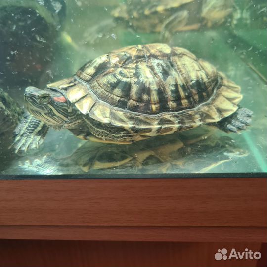 Красноухие черепахи с аквариумом
