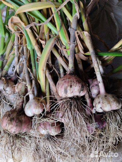 Озимый чеснок на посадку